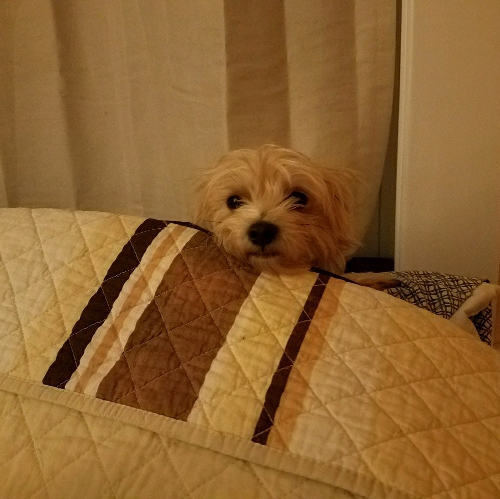 Meet your Posher, Angel